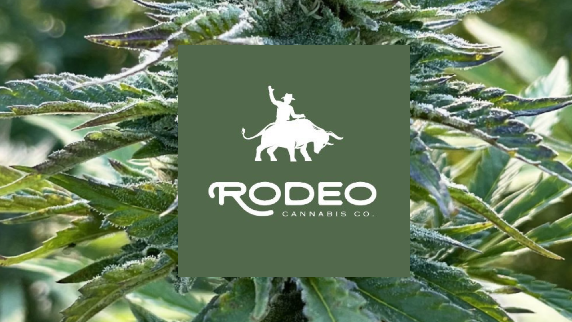 Rodeo Cannabis Weed Sun Grown